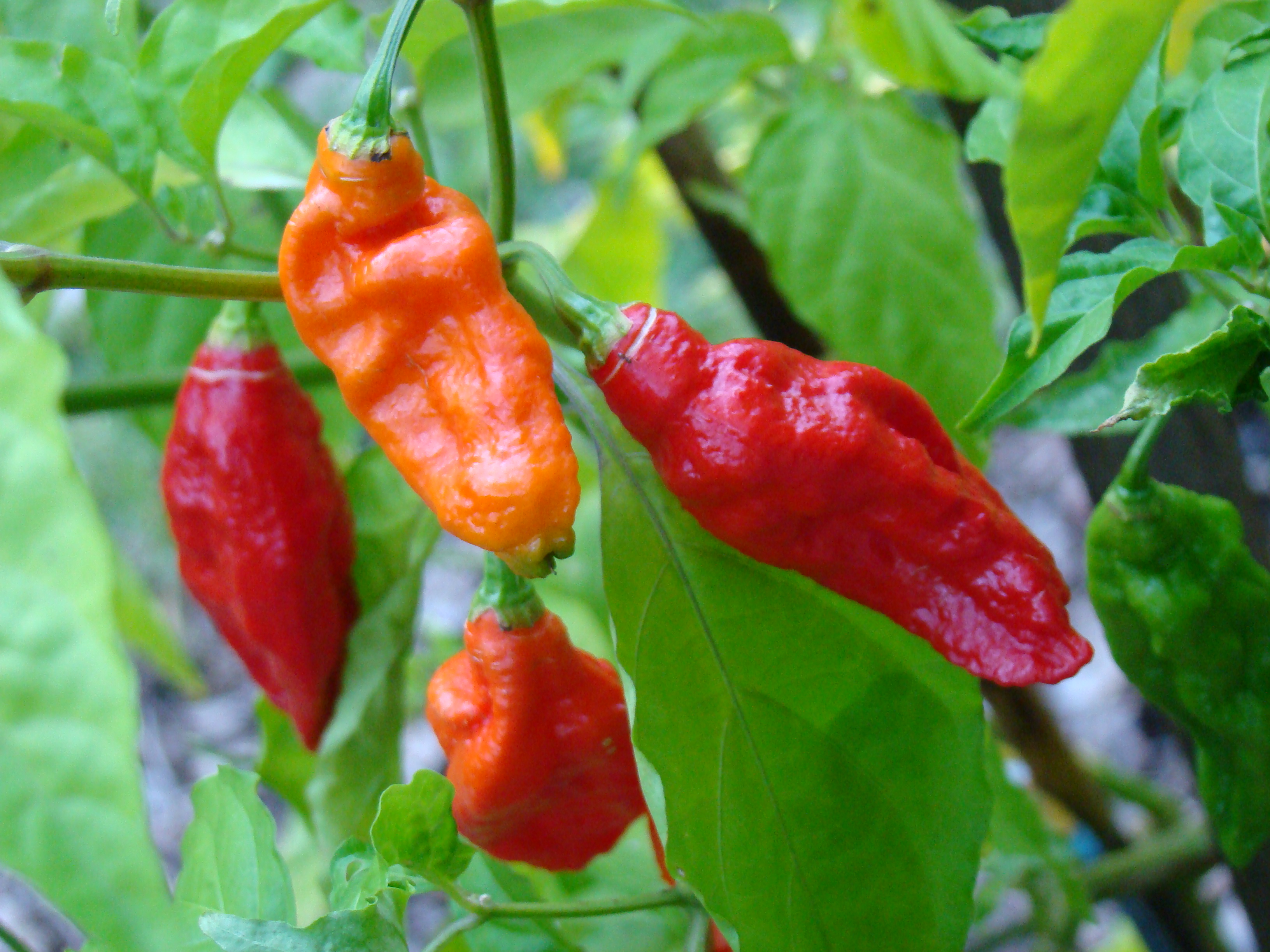 chili pepper poletab rasva klen ja rasvapoletid
