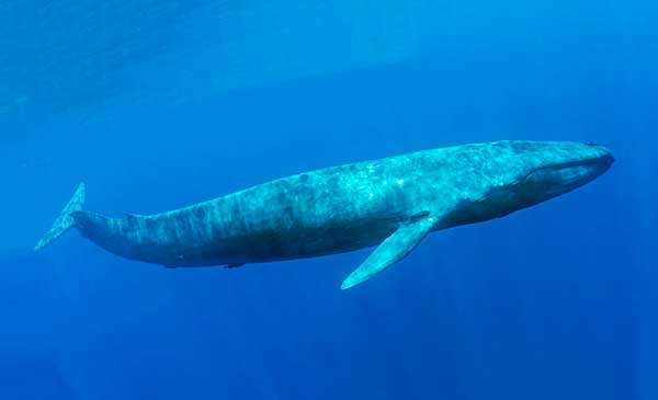 humpback vaala kaalulangus