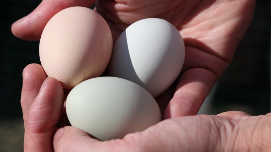 kahjum kaal munad rasva kaotus 40 oue kriips