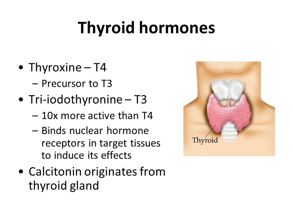 l-thyroxine t4 kaalulangus